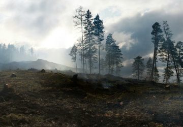 Tall trees growing on hills covered with moss after conflagration in thick smoke